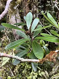 P. kirkii growing on tāwari (Ixerba brexioides), a branch and greenish moss with some orange moss can be seen growing in the background.