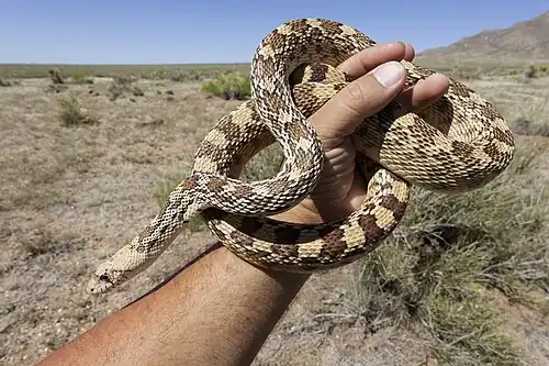 Sonoran gopher snake (Pituophis catenifer affinis) Hidalgo County, New Mexico (18 April 2017)