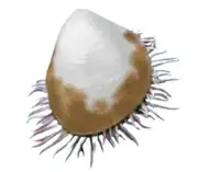 Life reconstruction of Plagiostoma gigantea