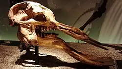 Skull of Platybelodon grangeri