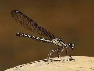 female, Ithala Game Reserve