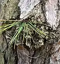 Unlike loblolly pines, pond pines have the ability to grow needles directly from the trunk.[26]