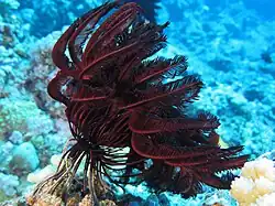 Pontiometra andersoni