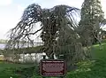 A Camperdown Elm located in Port Gamble, Washington. Planted 1875
