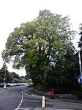 Inverleith Terrace elm, Edinburgh (2016)