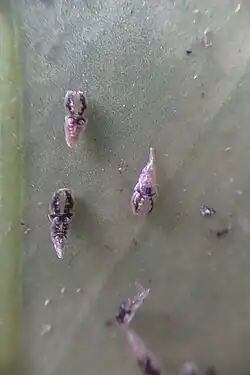 A few small bugs on a leaf