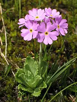 A pink-violet cluster of at least seven Primula farinosa flowers on a round stalk rising from a rosette of leaves amid mosses and a few blades of grass.