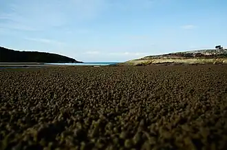Beach near Johnny Souey Cove, home to many crabs.