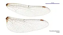 Female wings