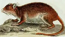 Drawing of brown and white spiny rat