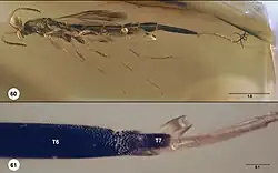 Proterosceliopsis torquata