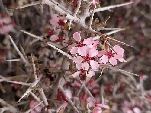 Prunus eburnea in Behbahan