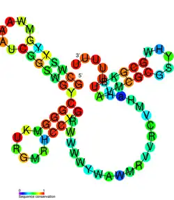 isrK Hfq binding RNA: Predicted secondary structure taken from the Rfam database. Family RF01394.