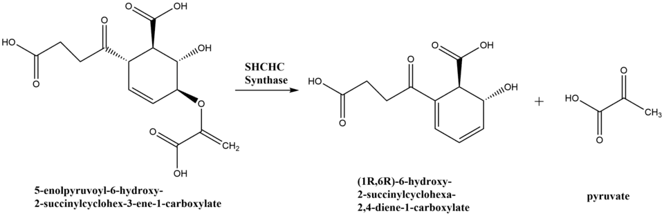 Reaction scheme for conversion of SEPHCHC to SHCHC by SHCHC synthase.