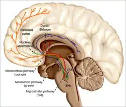 An image of the human brain. The reinforcing effects of addictive drugs, such as nicotine, are associated with their ability to excite the mesolimbic and dopaminergic systems. How does the nicotine in e-cigarettes affect the brain? Until about age 25, the brain is still growing. Each time a new memory is created or a new skill is learned, stronger connections – or synapses – are built between brain cells. Young people's brains build synapses faster than adult brains. Because addiction is a form of learning, adolescents can get addicted more easily than adults. The nicotine in e-cigarettes and other tobacco products can also prime the adolescent brain for addiction to other drugs such as cocaine.