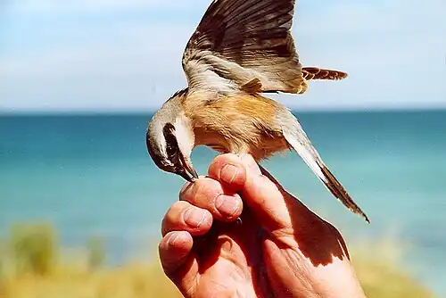 Bird ringing is not without hazards to the ringer; in this image, a red-backed shrike is attacking the person ringing it.
