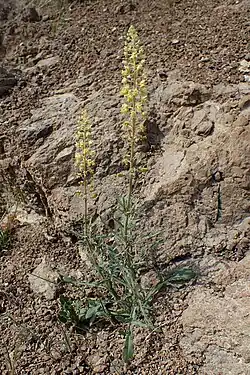 Reseda minoica in Analiontas, Cyprus