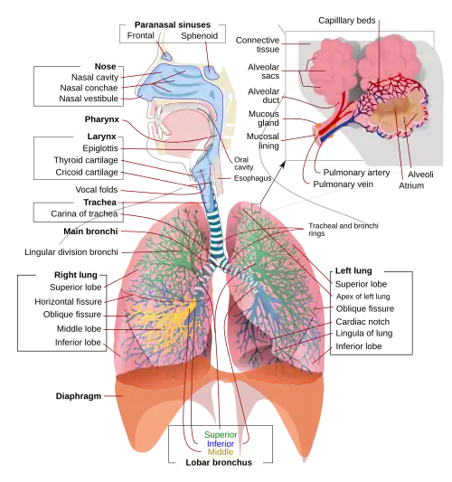 Respiratory system complete en