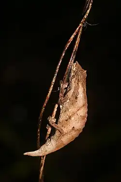 Nchisi Pitless Pygmy Chameleon (Rhampholeon nchisiensis)