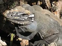 C. cornuta, Jaragua National Park