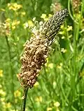 Ribwort plantain flower spike