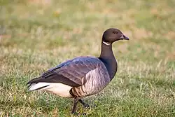 Ringelgans (Branta bernicla) – Spiekeroog, Nationalpark Niedersächsisches Wattenmeer