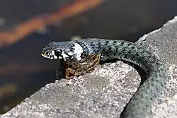 Close-up view of snake eating a newt