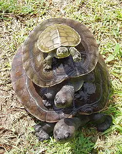 Three turtles of varying sizes stacked on top of each other with the largest at the bottom