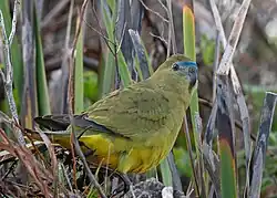 A greenish parrot sitting on grass