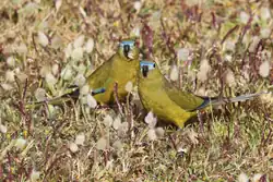 A greenish parrot on grass