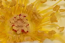 Yellow rose, showing stigmas (centre) and stamens with pollen