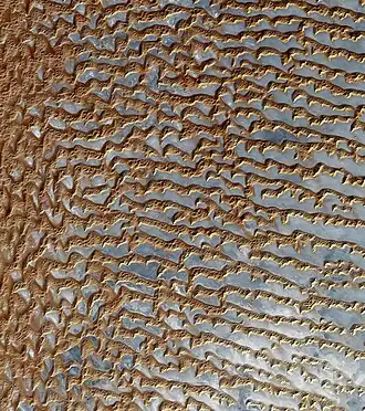 Rub' al Khali (Arabian Empty Quarter) sand dunes imaged by Terra (EOS AM-1). Most of these dunes are seif dunes. Their origin from barchans is suggested by the stubby remnant "hooks" seen on many of the dunes. Wind would be from left to right.