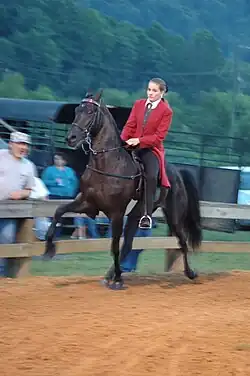 Tennessee Walking Horse at the running walk