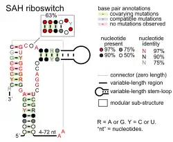SAH riboswitch: Secondary structure for the riboswitch marked up by sequence conservation. Family RF01057.