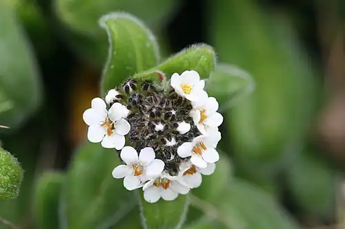 Top view of an inflorescence, with close-up of flowers