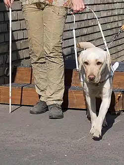 Guide dog harness in use shows angled handle
