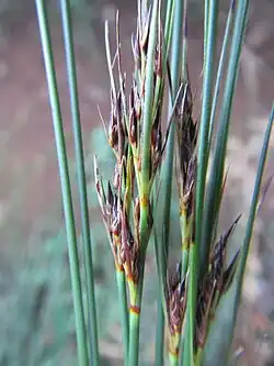 Flowering heads (inflorescences)