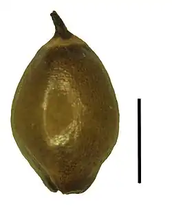 Nutlet (the black scale bar represents 1 mm)