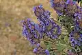 Salvia dorii var. pilosa in Antelope Valley, about 2,945 feet (900&nbsp;m)