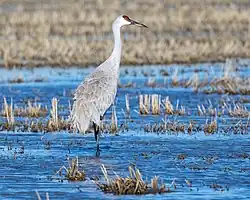 Greyish-white crane with red forehead