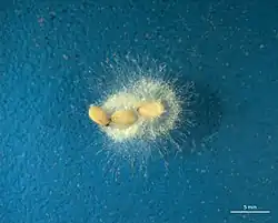 Saprolegnia on sesame seeds