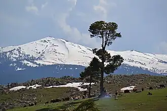 Sarıkamış landscape