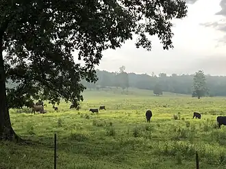 Cows graze in rural Saulsbury, 2019