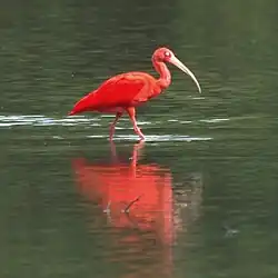 Image 15Scarlet Ibis is one of the national birds of T&T (from Biota of Trinidad and Tobago)