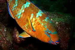 Scaridae 'Scarus ghobban'