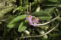 Schoenorchis fragrans , a member of Schoenorchis sect. Pumila Aver.