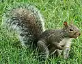 Sciurus carolinensis