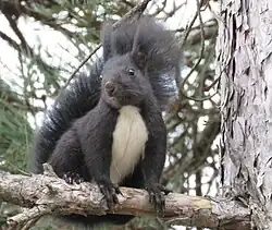 Black squirrel