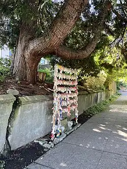 The wish tree in 2024