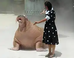 Walrus. (No Longer in the park)